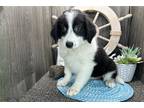 English Shepherd Puppy for sale in Fort Wayne, IN, USA