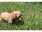 Mutt Puppy for sale in Battle Creek, MI, USA