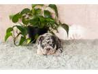 French Bulldog Puppy for sale in South Bend, IN, USA