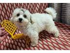 Bichon Frise Puppy for sale in Springfield, MO, USA
