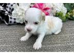 Havanese Puppy for sale in South Bend, IN, USA