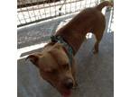 Adopt Hal a Pit Bull Terrier, Mixed Breed