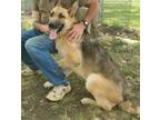 Adopt Sarg a German Shepherd Dog
