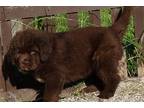 Newfoundland Puppy for sale in Battle Creek, MI, USA