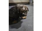 Adopt Chuck (Friday P1) a German Shepherd Dog, Mixed Breed