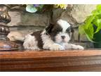 Shih Tzu Puppy for sale in Salina, KS, USA