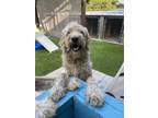 Adopt Jerry's a Goldendoodle