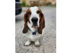 Adopt Petey a Basset Hound