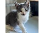 Adopt Sargent a Domestic Short Hair