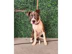Adopt 56096170 a Pit Bull Terrier, Mixed Breed