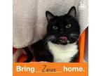 Adopt Zeus a Domestic Short Hair