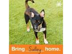 Adopt Sulley a Manchester Terrier