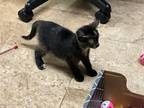 Adopt Gemini a Domestic Short Hair