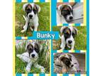 Adopt Bunky a Great Pyrenees