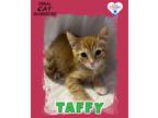 Adopt Taffy a Domestic Short Hair