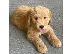 Goldendoodle Puppy for sale in The Woodlands, TX, USA