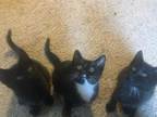 5 Kittens Need Homes