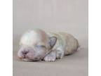 Mutt Puppy for sale in Limestone, TN, USA