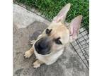 Adopt Kyo a German Shepherd Dog