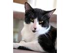 Adopt Larry a Domestic Short Hair