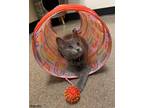 Adopt Argento a Domestic Short Hair