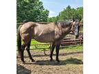 AQHA registered grulla quarter horse mare