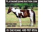 Fancy Paint, Ranch or Trail Horse, Family Safe! Go to www.PlatinumEquineAucti...