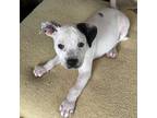 Adopt Patch a Terrier