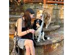 Experienced and Affordable Pet Sitter in Ferndale, WA - $16.5/Hour
