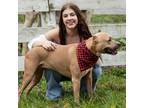 Experienced & Affordable Pet Sitter in Enola, PA - $25 Daily