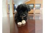 Maltipoo-Pomeranian Mix PUPPY FOR SALE ADN-795453 - Adorable Puppies