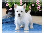 West Highland White Terrier PUPPY FOR SALE ADN-795540 - Pure Bred West HIghland