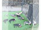 American Pit Bull Terrier PUPPY FOR SALE ADN-795557 - Purple Ribbon UKC pups