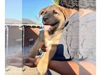 Akita-German Shepherd Dog Mix PUPPY FOR SALE ADN-795560 - Akita King Shepherd