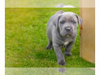 Cane Corso PUPPY FOR SALE ADN-795608 - Cane Corso Puppies Ready for a new home