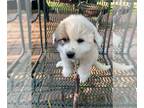 Great Pyrenees PUPPY FOR SALE ADN-795618 - Puppy for sale