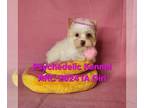 Yorkshire Terrier PUPPY FOR SALE ADN-795624 - AKC 2024 IA Girl