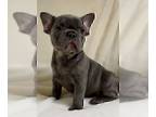 French Bulldog PUPPY FOR SALE ADN-795649 - BLUE BOY unique Frenchie