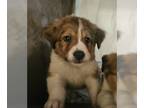 Bernefie (pronounced burn-ah-fee)-Great Pyrenees Mix PUPPY FOR SALE ADN-795666 -