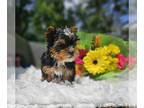 Yorkshire Terrier PUPPY FOR SALE ADN-795674 - Teacup Tiny Teddy