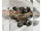Belgian Malinois PUPPY FOR SALE ADN-795692 - Belgian Malinois Puppies