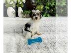 YorkiePoo PUPPY FOR SALE ADN-795708 - Yorkiepoo Puppy