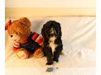 Bernedoodle PUPPY FOR SALE ADN-795725 - Beautiful Bernedoodle Puppy Available