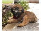 Soft Coated Wheaten Terrier PUPPY FOR SALE ADN-795730 - Soft Coated Wheaten