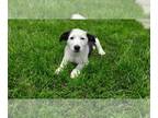 Shollie PUPPY FOR SALE ADN-795735 - Border Collie mix puppy for sale