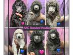 Poodle (Standard) PUPPY FOR SALE ADN-795739 - Standard Poodle Puppies