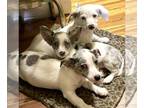 Chiweenie PUPPY FOR SALE ADN-795745 - Chiweenie Puppies