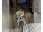 Golden Retriever PUPPY FOR SALE ADN-795750 - 8 week old Golden Retriever Puppy