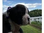 Boxer PUPPY FOR SALE ADN-795752 - AKC Boxer Puppies