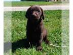 Labrador Retriever PUPPY FOR SALE ADN-795758 - Chocolate Labrador Retriever